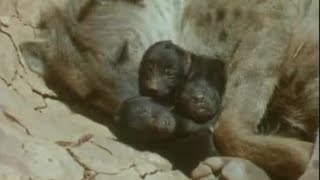 Incredible Births in the Wild  Attenborough Trials of Life  BBC Earth [upl. by Oiretule504]