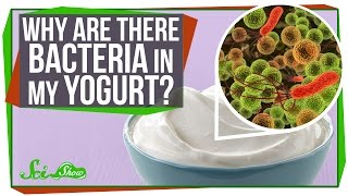 Why Are There Bacteria In My Yogurt [upl. by Tybie128]