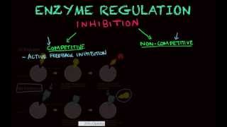 Enzyme Regulation  Biology tutorial [upl. by Alroy]