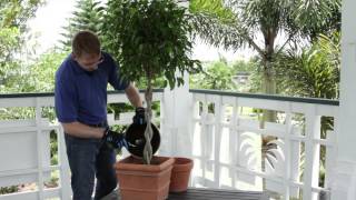 How to Repot Ficus Benjamina  Planting Basics [upl. by Lordan]