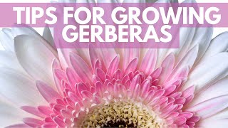 Grow Gerberas for profit [upl. by Erdah]