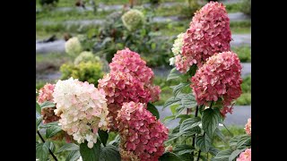 Pruning Panicle Hydrangeas [upl. by Arquit]