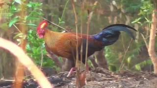 Nature sounds of Jungle fowl [upl. by Pinzler]