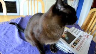 Burmese cat  talking and a lot of purring [upl. by Ahsytal]