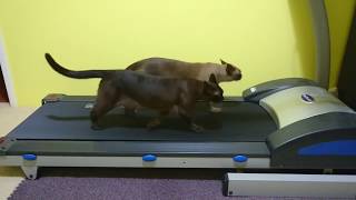 Burmese Cats Treadmilling [upl. by Araeic]