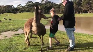 Kangaroo punches Australian kid in the face [upl. by Suriaj]