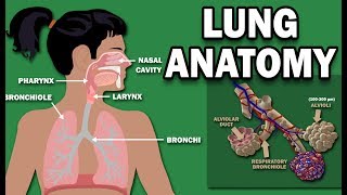 ANATOMY OF THE LUNGS [upl. by Kcirtap]