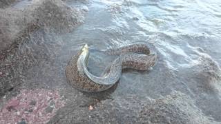 Muräne frisst Fisch am Ufer von Ägypten Moray eats fish on the shore of egypt [upl. by Elijah]