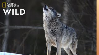 Wolves 101  Nat Geo Wild [upl. by Llemmart]