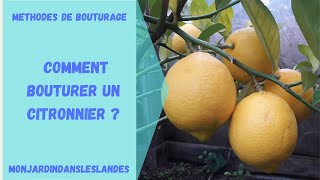 Comment bouturer un citronnier   Monjardindansleslandes [upl. by Bridie]