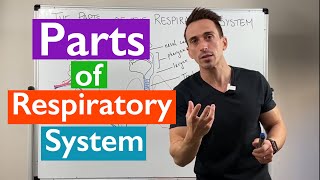 Parts of the Respiratory System  Overview [upl. by Erinn]