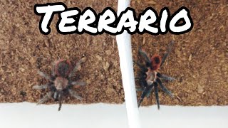 Como hacer Terrario para Tarantulas  Terrarios  Mascotas [upl. by Anawad]