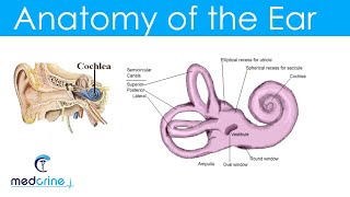 Anatomy and Physiology of the Ear [upl. by Rabkin464]