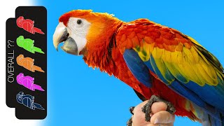 Scarlet Macaw The Best Pet Parrot [upl. by Porte]