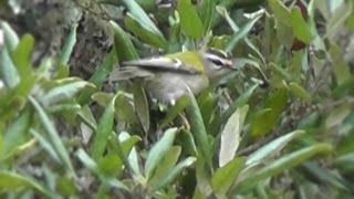 3 Firecrests  Firecrest Birds [upl. by Geri447]