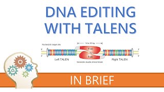 TALENs  TALE NUCLEASES  GENE EDITING EXPLAINED [upl. by Eddra]