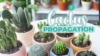 HOW TO PROPAGATE CACTUS EASY amp FAST [upl. by Neelav]