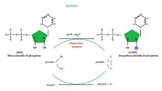 Deoxyribonucleotide Synthesis [upl. by Weinshienk589]