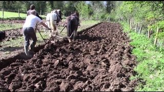 How Much Land Can A Horse Plough In A Day [upl. by Narik]