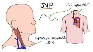 Understanding Jugular Venous Pressure JVP [upl. by Pitt]