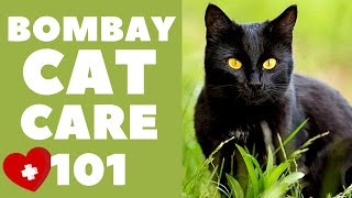 Bombay Cats 101  Cat Care [upl. by Inglebert712]