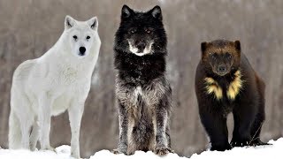 These Are 10 Alaskan Wilderness Animals [upl. by Kirbie]