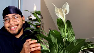 Peace Lily Spathiphyllum Care Guide [upl. by Bridgid]