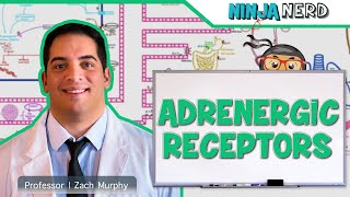 Neurology  Adrenergic Receptors [upl. by Enylorac821]