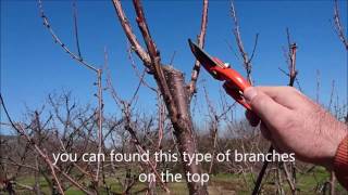 How To Prune Cherry Trees Simple Steps [upl. by Middleton]