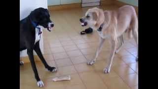 Dog VS other Dog My two dogs fighting over a bone [upl. by Ferino]