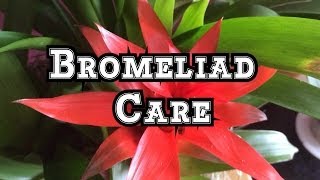 Bromeliad Care Growing Guzmania Bromeliads Indoors in Beautiful Displays [upl. by Elyn]