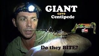 Are House Centipedes Dangerous  MONSTER CENTIPEDES Top 10 Centipedes centipede venomous Full 👇🏼 [upl. by Benedicto]