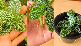 How To Grow Fittonia Plant From Cuttings [upl. by Moritz]