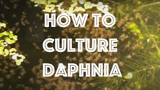 How To Culture Daphnia Magna [upl. by Eruza]