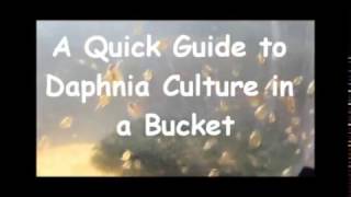 How to culture daphnia outside [upl. by Ettessil319]