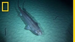 Exclusive DeepSea Sharks and More Spotted by New Camera  National Geographic [upl. by Valenta]