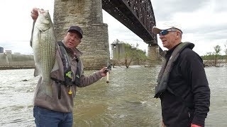 World Class Hybrid Bass Fishing Below McAlpine Dam [upl. by Jasper]