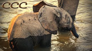 🐘 Cute Baby Elephants Playing in Water 💧💦 [upl. by Dessma]