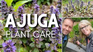 💜 Ajuga Plant Care  Ajuga reptans 💜 [upl. by Savill]