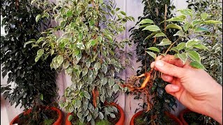 How to grow Ficus Benjamina from cutting branch very easy [upl. by Kanor]