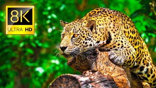 Ultimate Wild Animals Collection in 8K ULTRA HD  8K TV [upl. by Eiuqnom]