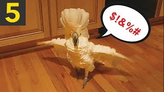 5 Funny Talking Parrots creepy and cool [upl. by Kalb]