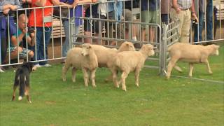 Sheepdog Trials 2017 [upl. by Meggie]