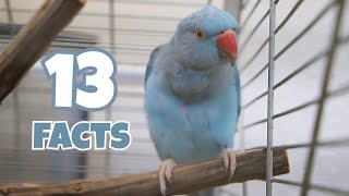 13 Cool Indian Ringneck Facts [upl. by Matusow549]