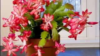 Care amp Culture of Christmas Cactus [upl. by Mcclish362]