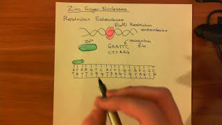 Zinc Finger Nucleases [upl. by Tnerb]