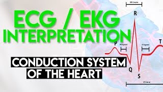 Electrical Conduction System of the Heart  ECG EKG Interpretation Part 1 [upl. by Tarah]