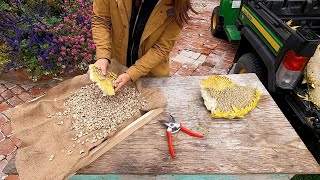 Harvesting Sunflower Seeds 🌻🙌🧡  Garden Answer [upl. by Goeger372]