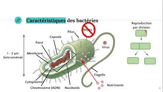 Les bactéries 🦠 [upl. by Bergess]