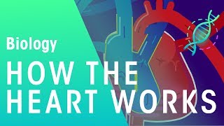 How the Heart Works  Physiology  Biology  FuseSchool [upl. by Ohare]